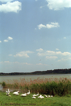 Ziethensee und Gänse