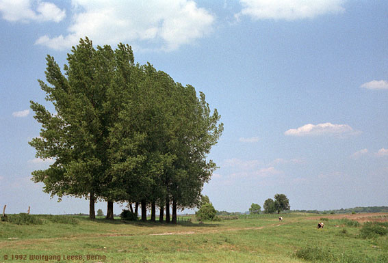 Bäume am Ufer des Ziethensees