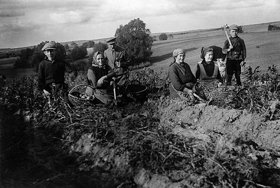 Kartoffelernte im Weizacker